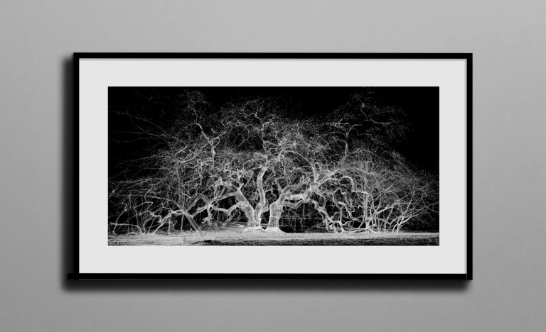 Le nuage de points au service de la nature et de l’art : une exposition virtuelle de 5 scans lasers par TAGLABS